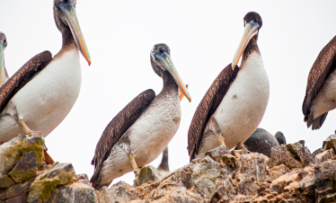 Fauna en Paracas