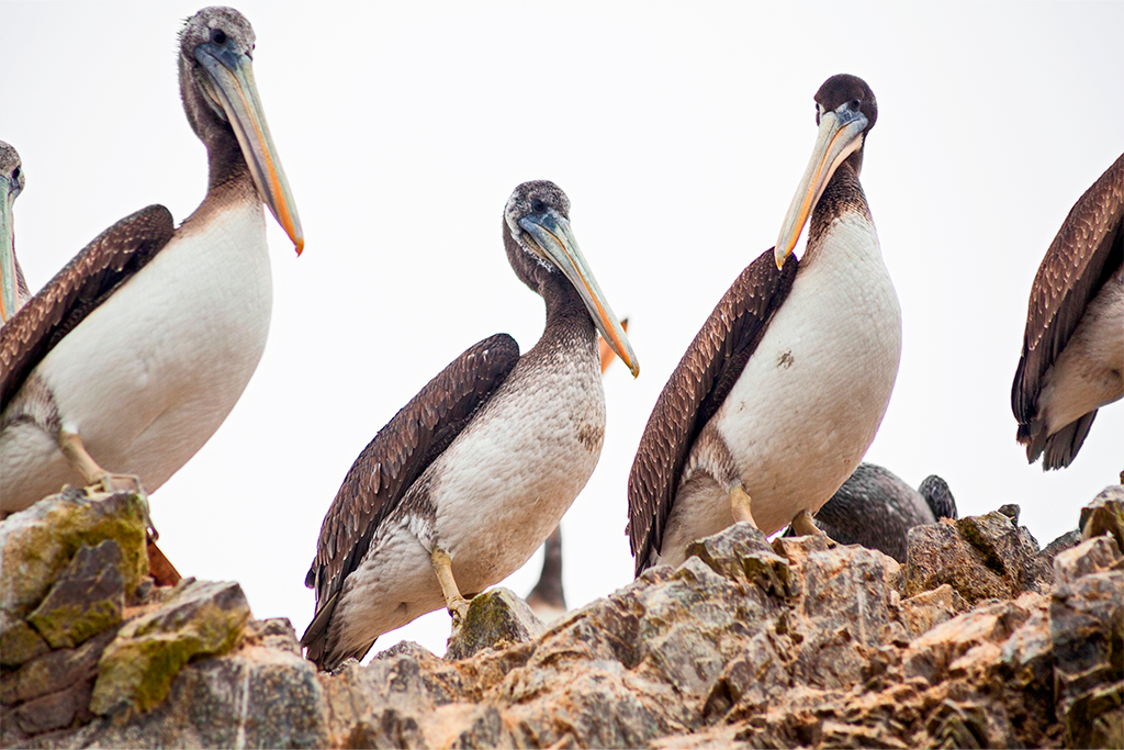 Fauna en Paracas
