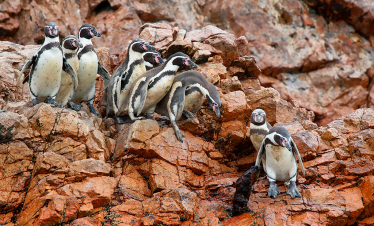 Pinguinos