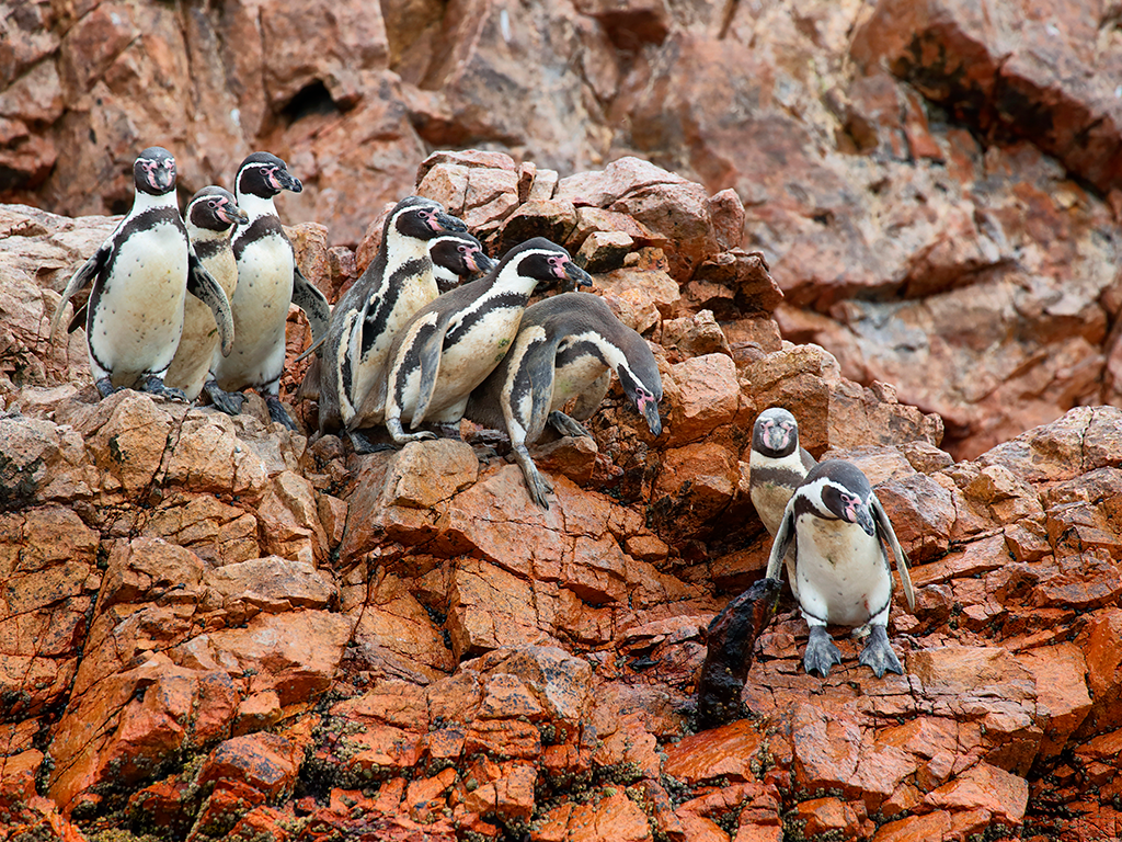 Pinguinos