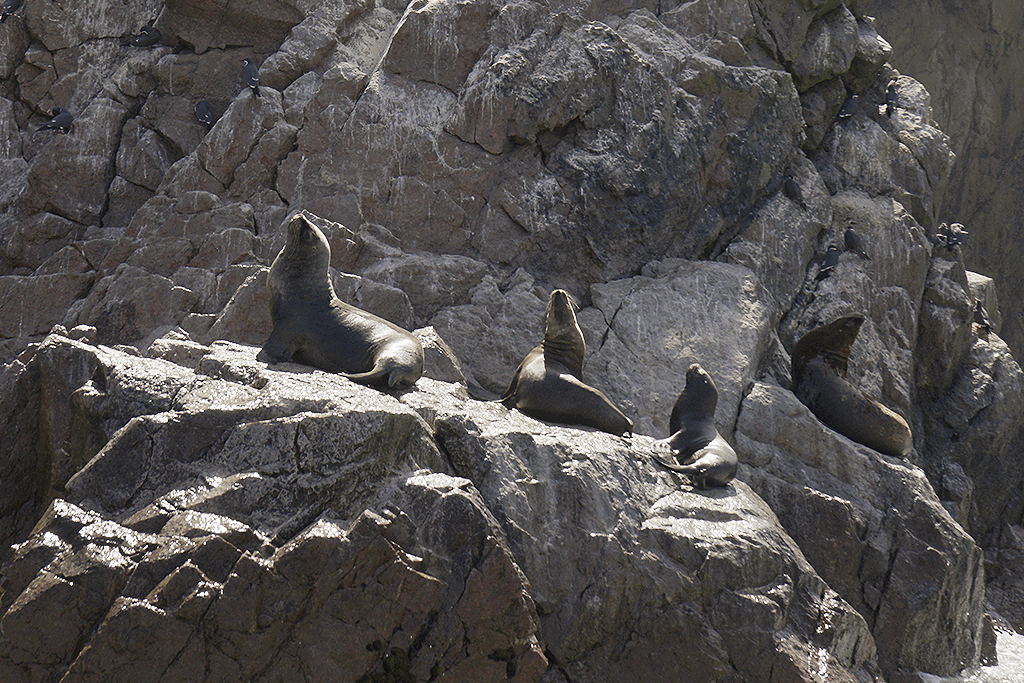 Lobos Marinos